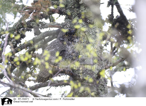 Virginiauhu / Great horned owl / FF-15571