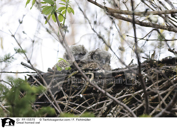Virginiauhu / Great horned owl / FF-15575