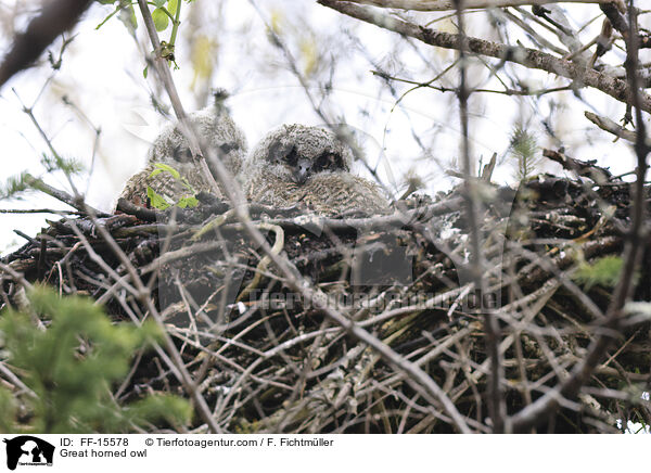 Great horned owl / FF-15578