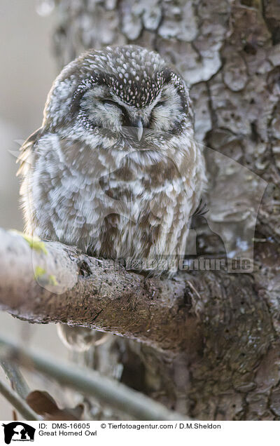 Virginia-Uhu / Great Horned Owl / DMS-16605