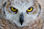 canadian eagle owl