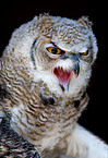 canadian eagle owl