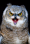 canadian eagle owl