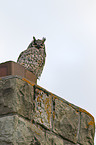 great horned owl