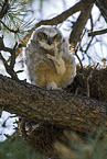 great horned owl