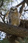 great horned owl