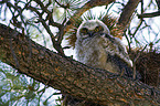 great horned owl