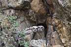 great horned owls