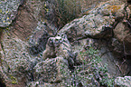 great horned owls