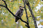 great horned owl