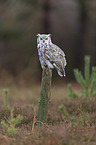 american eagle owl