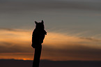 american eagle owl