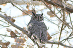 sitting Great Horned Owl