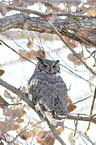 sitting Great Horned Owl