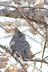 sitting Great Horned Owl