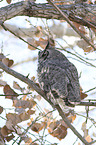 sitting Great Horned Owl