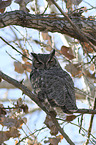 sitting Great Horned Owl
