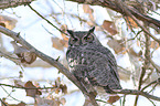 sitting Great Horned Owl