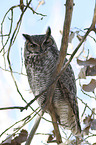 sitting Great Horned Owl