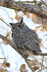 sitting Great Horned Owl