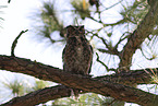 Great Horned Owl