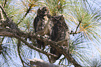 Great Horned Owl