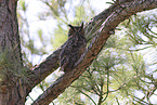 Great Horned Owl