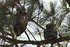 Great Horned Owl