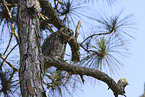 Great Horned Owl