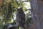 Great Horned Owl