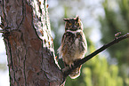 Great Horned Owl