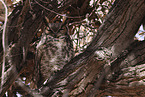 american eagle owl