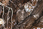 american eagle owl