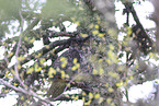 Great horned owl