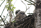 Great horned owl