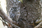 Great Horned Owl