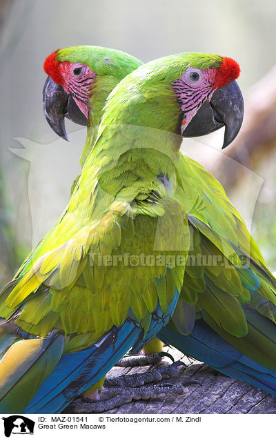 Great Green Macaws / MAZ-01541