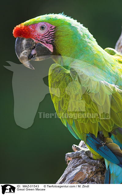 Great Green Macaw / MAZ-01543