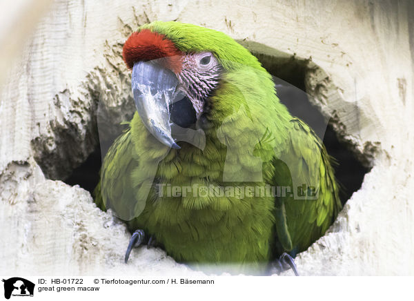 great green macaw / HB-01722
