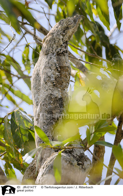 Riesentagschlfer / great potoo / JR-01477