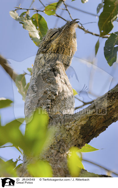 Riesentagschlfer / Great Potoo / JR-04549