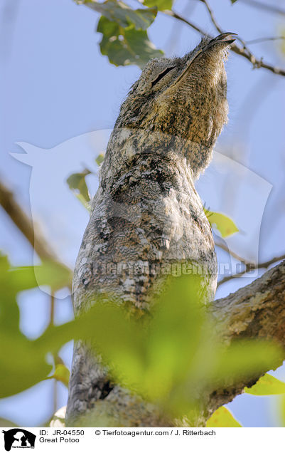 Great Potoo / JR-04550
