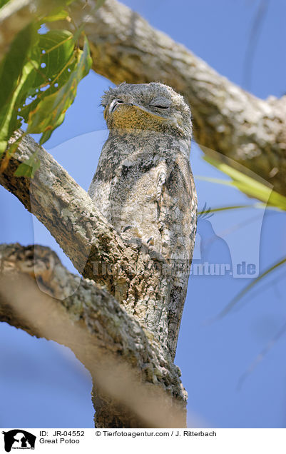 Riesentagschlfer / Great Potoo / JR-04552