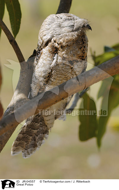 Great Potoo / JR-04557