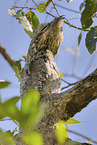 Great Potoo