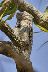 Great Potoo