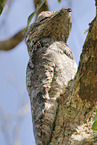 Great Potoo