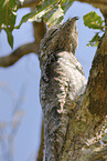 Great Potoo