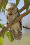 Great Potoo