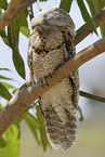 Great Potoo